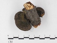 蜂窩菌屬藏品圖，第3張