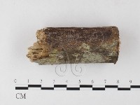 登錄號:F0026016藏品圖，第1張