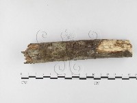 登錄號:F0026017藏品圖，第1張