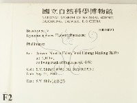 木層孔菌屬藏品圖，第2張