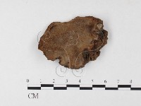 木層孔菌屬藏品圖，第1張