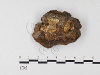 木層孔菌屬藏品圖，第3張