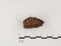 木層孔菌屬藏品圖，第3張