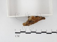 木層孔菌屬藏品圖，第3張