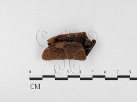 木層孔菌屬藏品圖，第3張