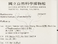 木層孔菌屬藏品圖，第2張