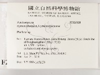 木層孔菌屬藏品圖，第2張