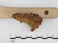 木層孔菌屬藏品圖，第3張