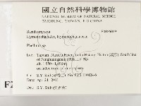 木層孔菌屬藏品圖，第2張