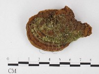 登錄號:F0026030藏品圖，第3張