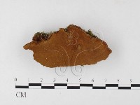 木層孔菌屬藏品圖，第3張