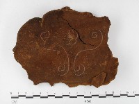 木層孔菌屬藏品圖，第1張