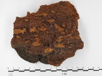 木層孔菌屬藏品圖，第3張