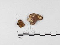 木層孔菌屬藏品圖，第3張