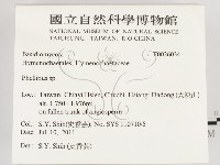 木層孔菌屬藏品圖，第2張