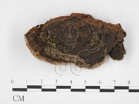 木層孔菌屬藏品圖，第1張