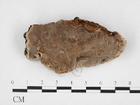 木層孔菌屬藏品圖，第3張