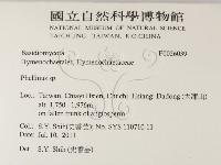木層孔菌屬藏品圖，第2張