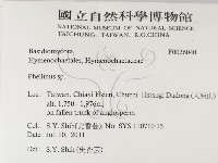 木層孔菌屬藏品圖，第2張