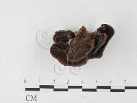 木層孔菌屬藏品圖，第3張