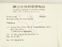 木層孔菌屬藏品圖，第2張