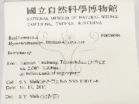 纖孔菌屬藏品圖，第2張