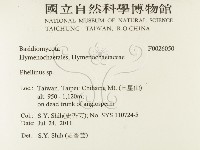 木層孔菌屬藏品圖，第2張