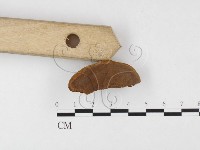 登錄號:F0026054藏品圖，第1張