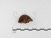 登錄號:F0026056藏品圖，第1張