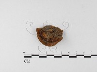 登錄號:F0026056藏品圖，第3張