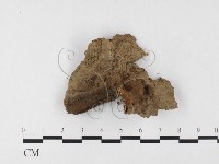 木層孔菌屬藏品圖，第3張