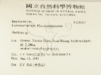 木層孔菌屬藏品圖，第2張