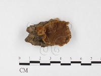 登錄號:F0026062藏品圖，第1張