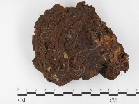 登錄號:F0026064藏品圖，第3張