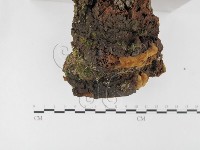 登錄號:F0026068藏品圖，第3張