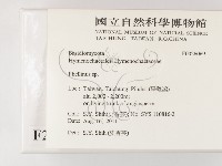 木層孔菌屬藏品圖，第2張