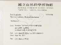 木層孔菌屬藏品圖，第2張