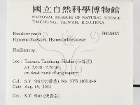木層孔菌屬藏品圖，第2張