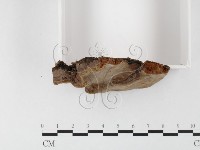 登錄號:F0026072藏品圖，第3張