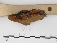 登錄號:F0026074藏品圖，第3張