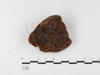 登錄號:F0026075藏品圖，第3張