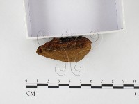 登錄號:F0026075藏品圖，第4張