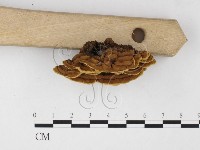 登錄號:F0026076藏品圖，第3張