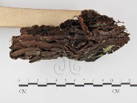 木層孔菌屬藏品圖，第3張