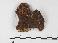 木層孔菌屬藏品圖，第1張