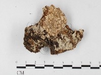 木層孔菌屬藏品圖，第3張