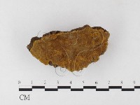 木層孔菌屬藏品圖，第1張