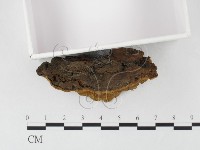 木層孔菌屬藏品圖，第3張