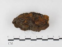 木層孔菌屬藏品圖，第4張