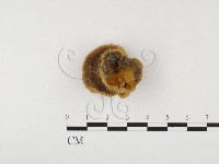 登錄號:F0026083藏品圖，第1張